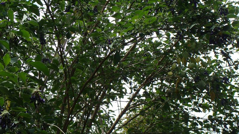 Sorata Stevs (3).JPG